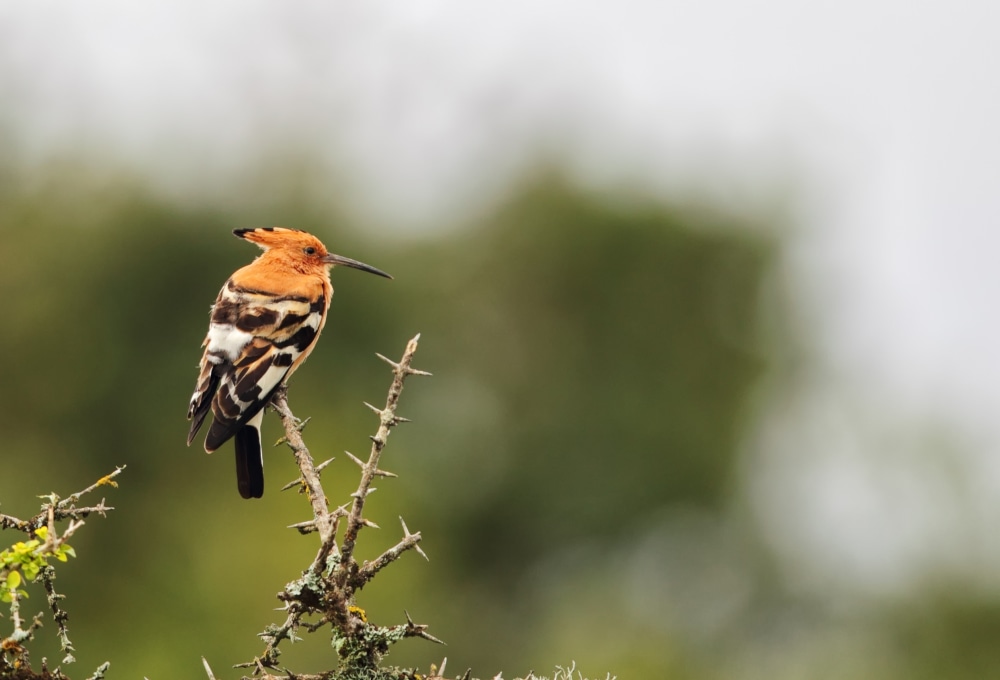 Fahrt zum Amakhala Game Reserve